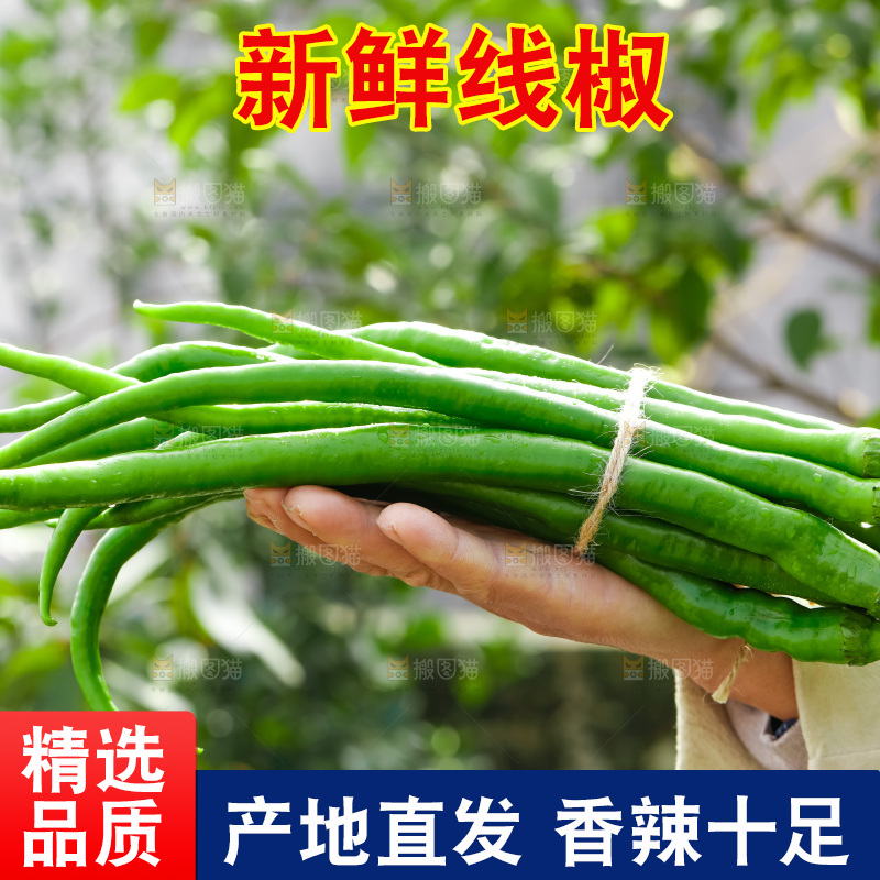 线椒