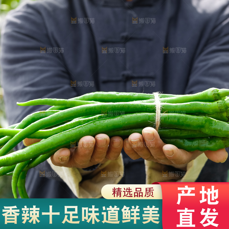 线椒