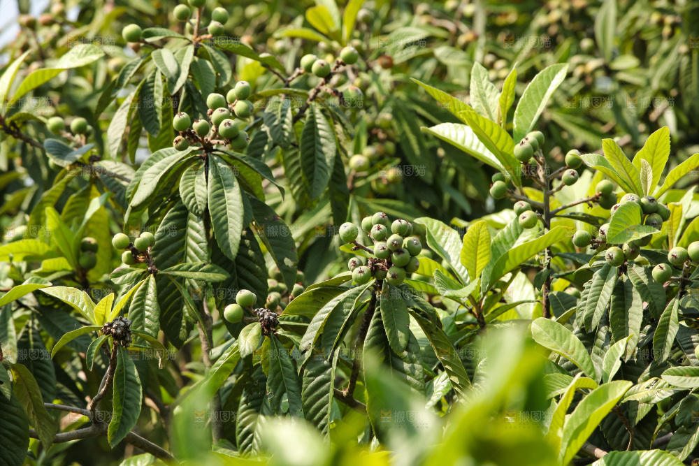 枇杷树