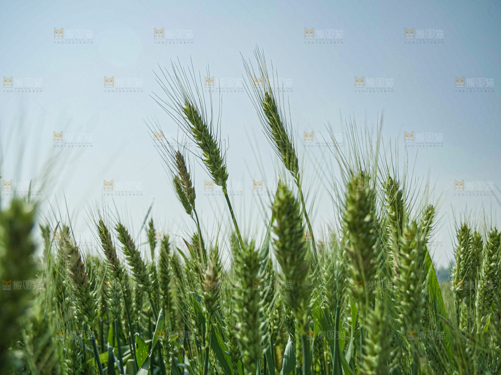 麦穗 麦粒 麦芒