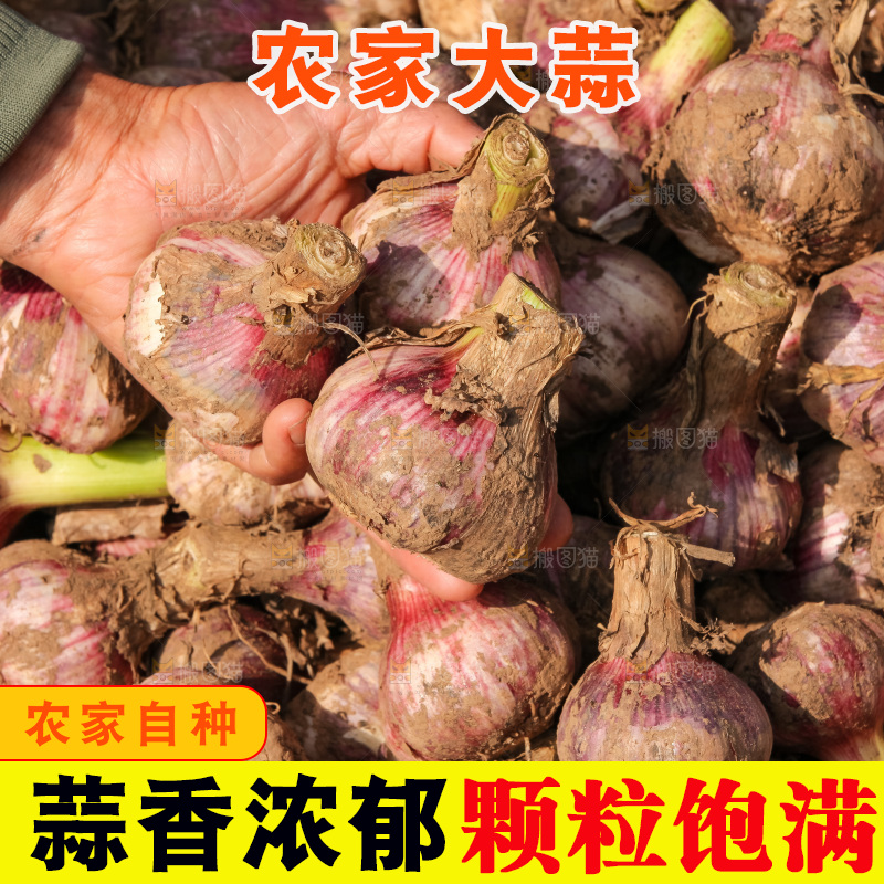 大蒜