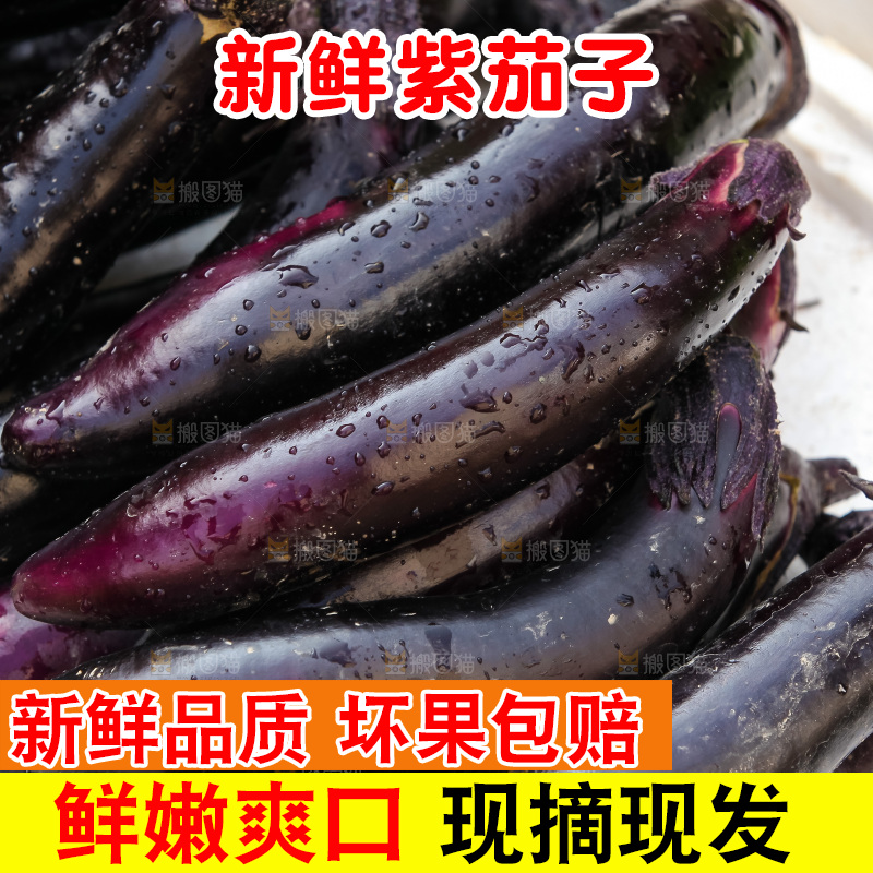 紫茄子
