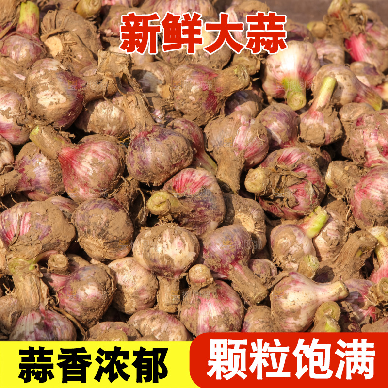 大蒜