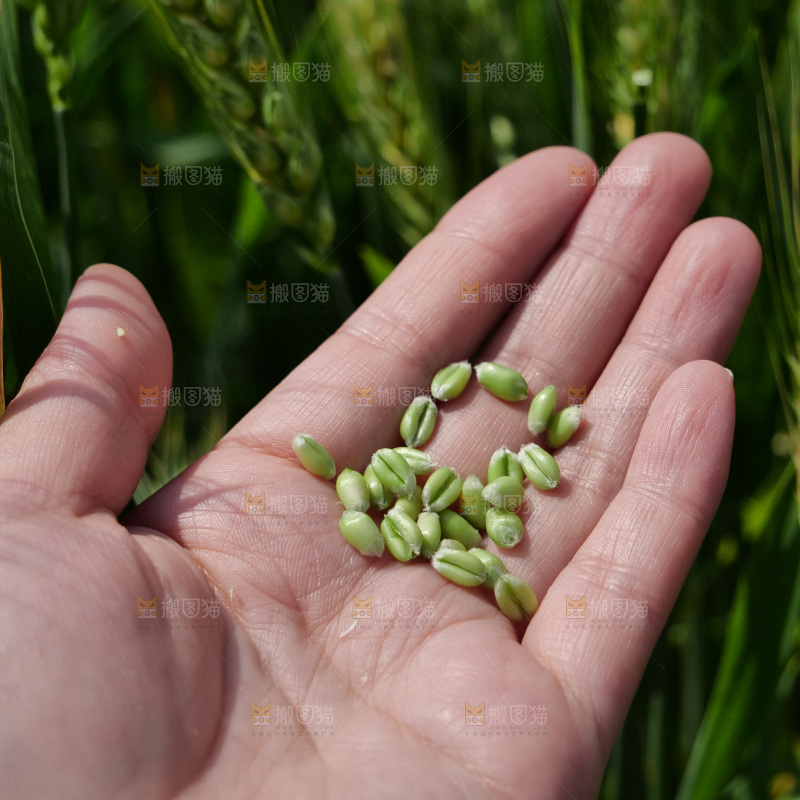 麦穗 麦粒 麦芒