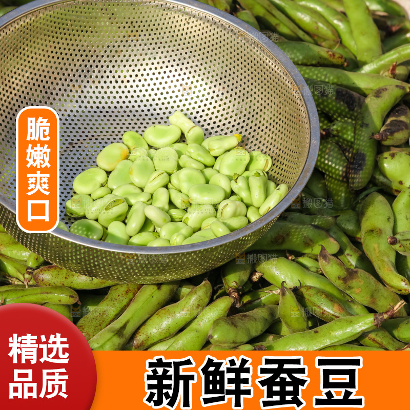 蚕豆采摘