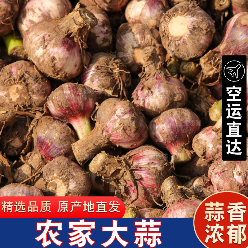 大蒜