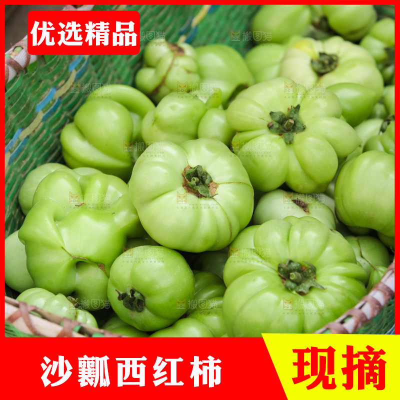 西红柿采摘