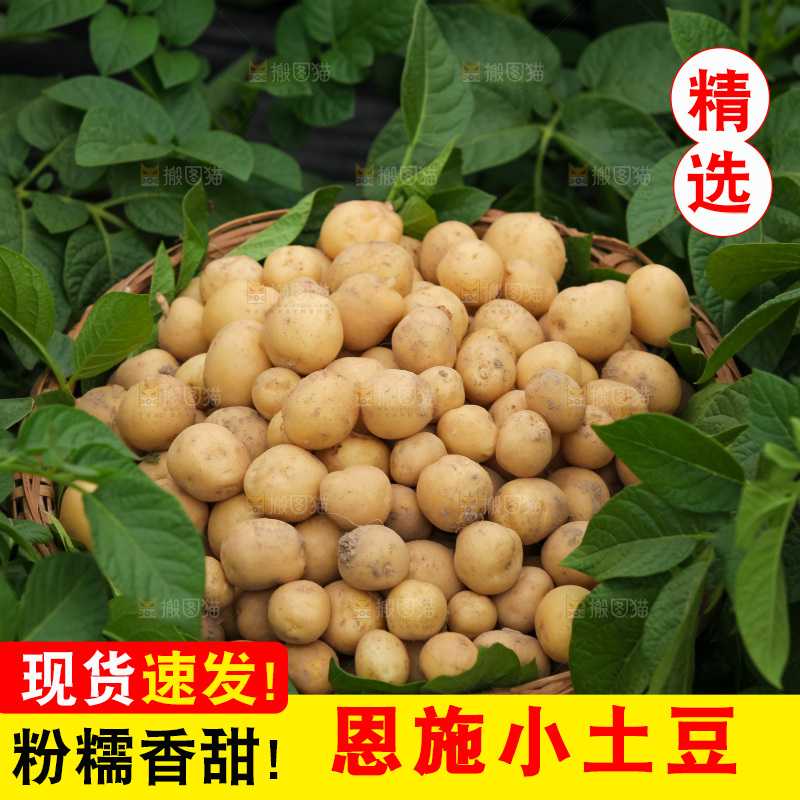 现挖小土豆