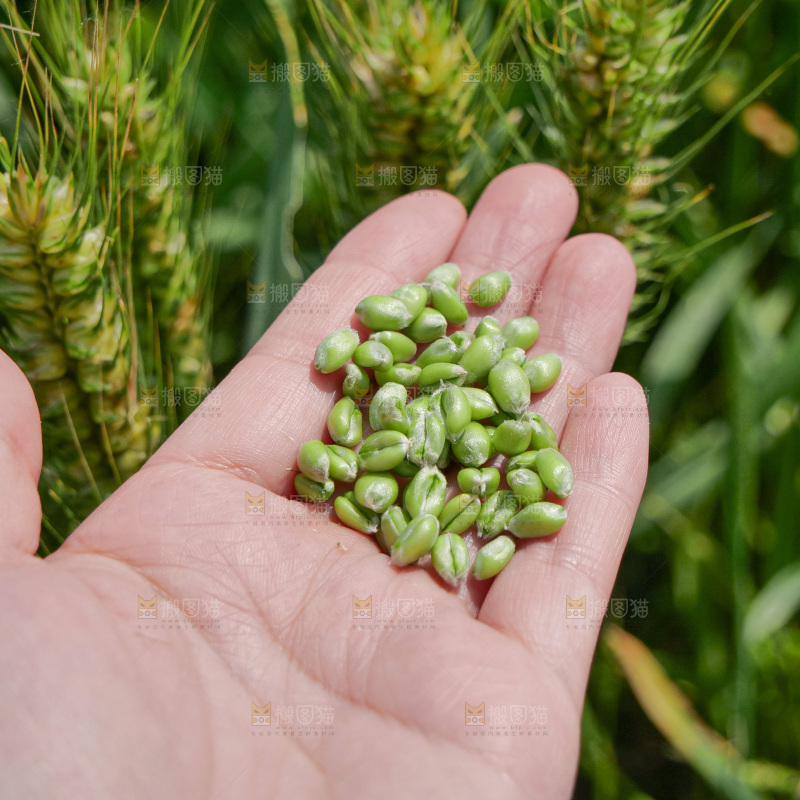 麦穗 麦粒 麦芒