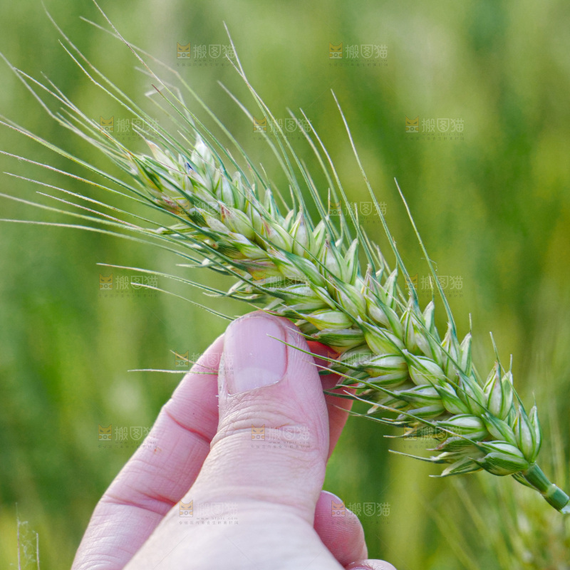 麦穗 麦粒 麦芒