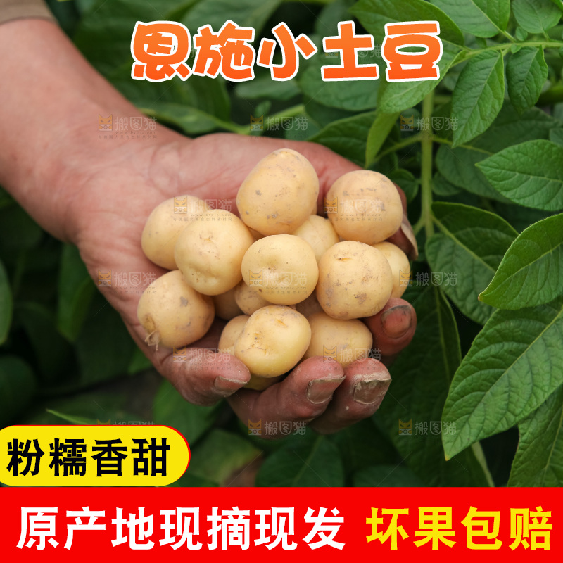 现挖小土豆