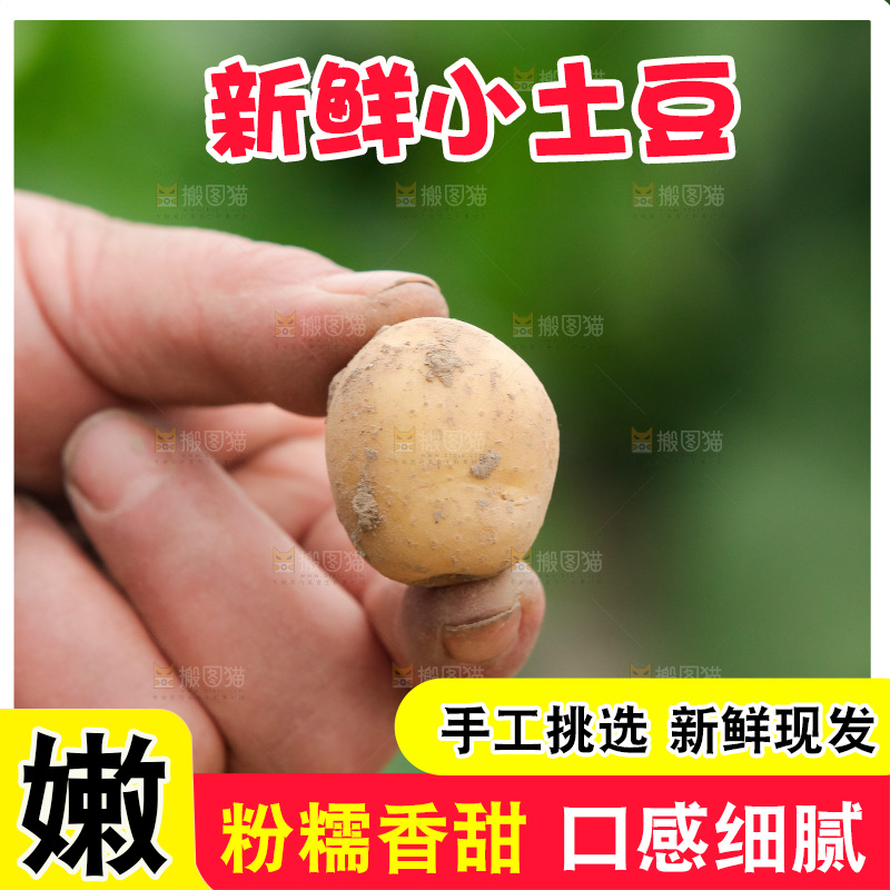 现挖小土豆