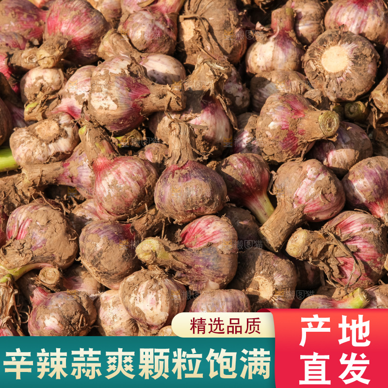 大蒜