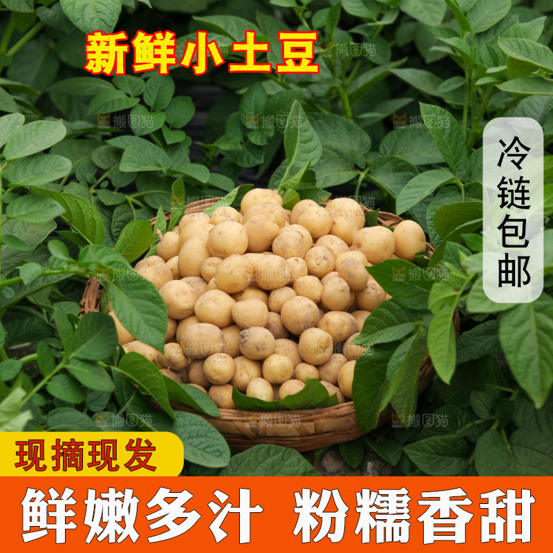 现挖小土豆