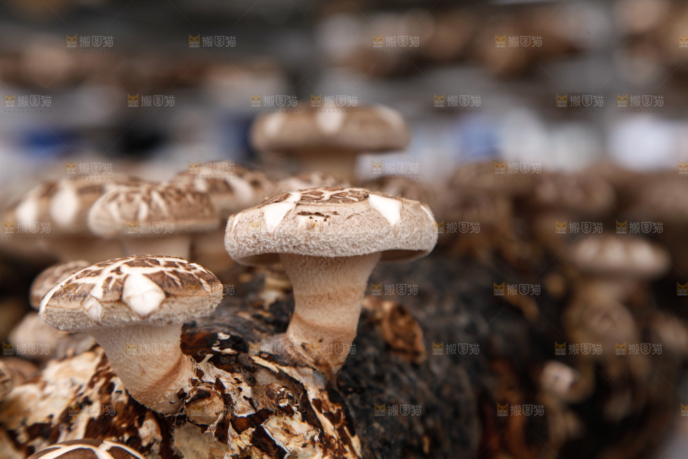花菇 香菇