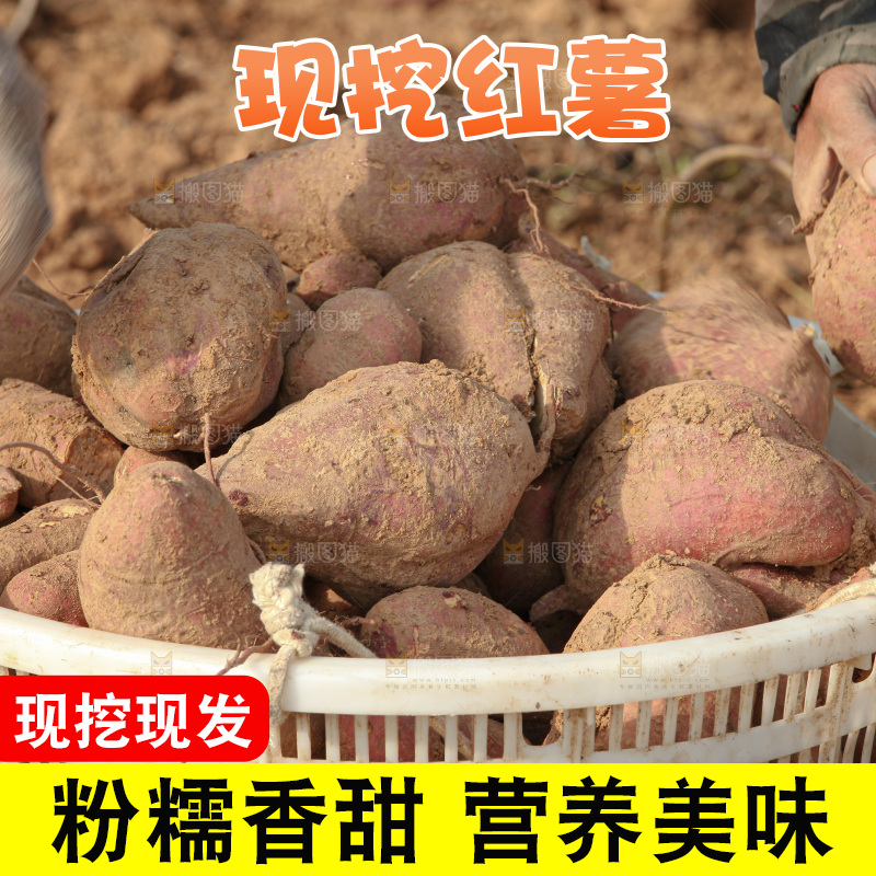 红薯地里劳作