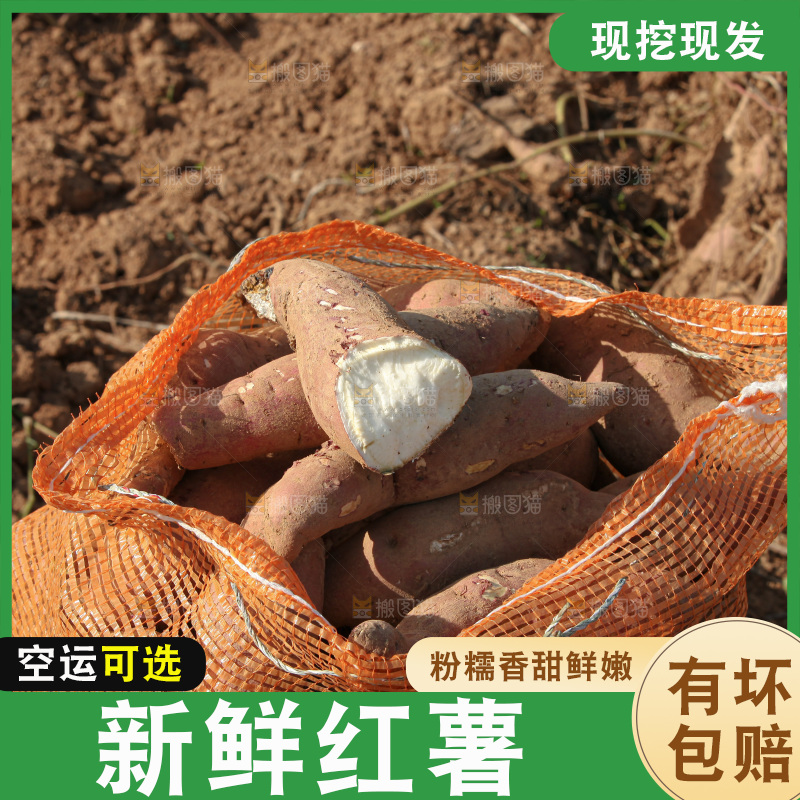 红薯地里劳作