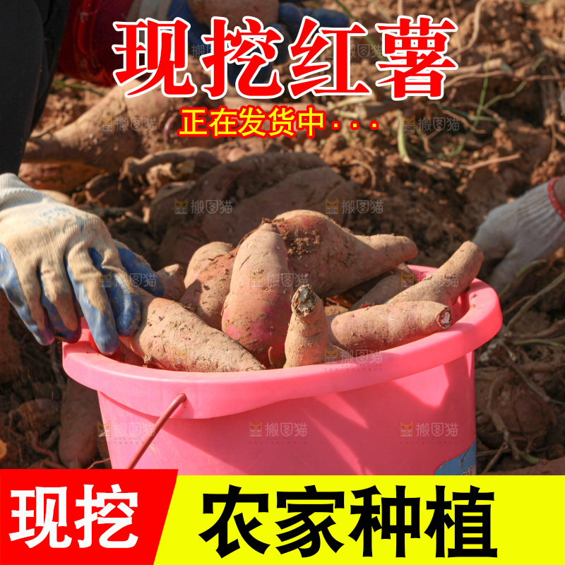 红薯地里劳作