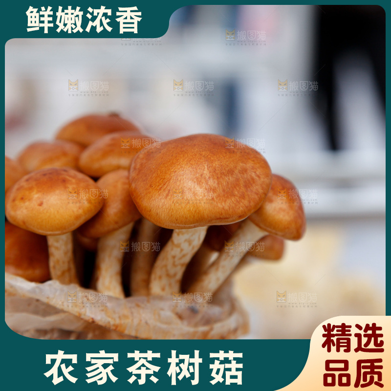 茶树菇生长
