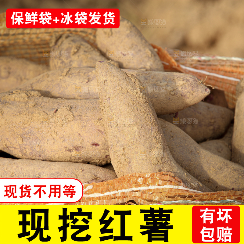 红薯地里劳作