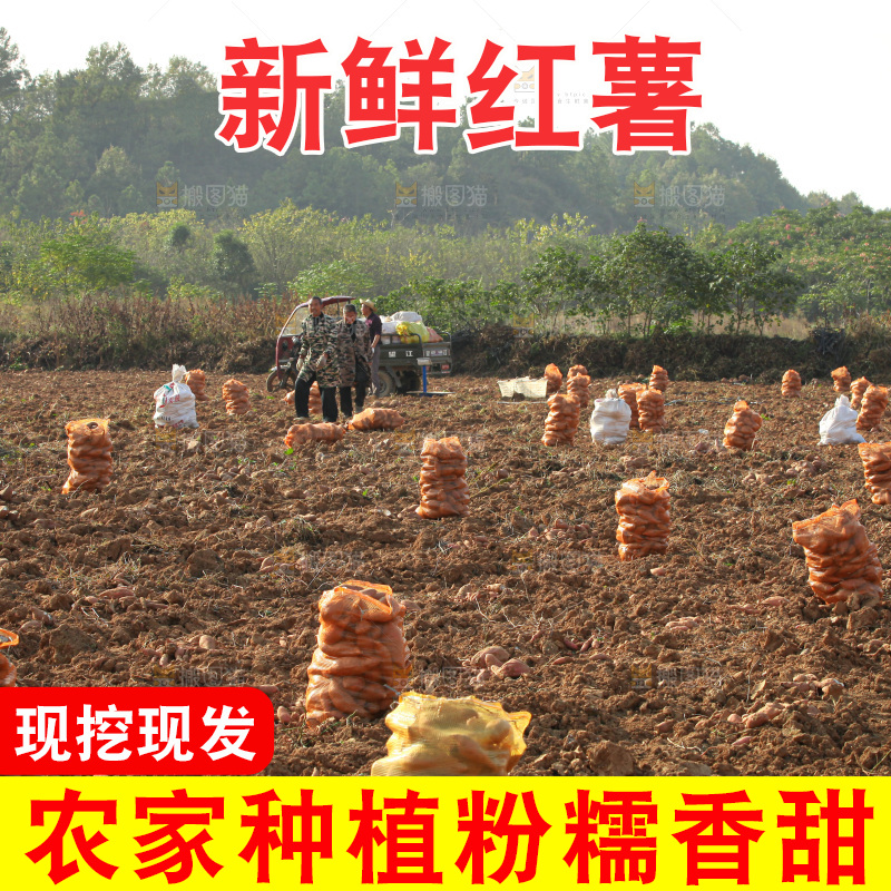 红薯地里劳作