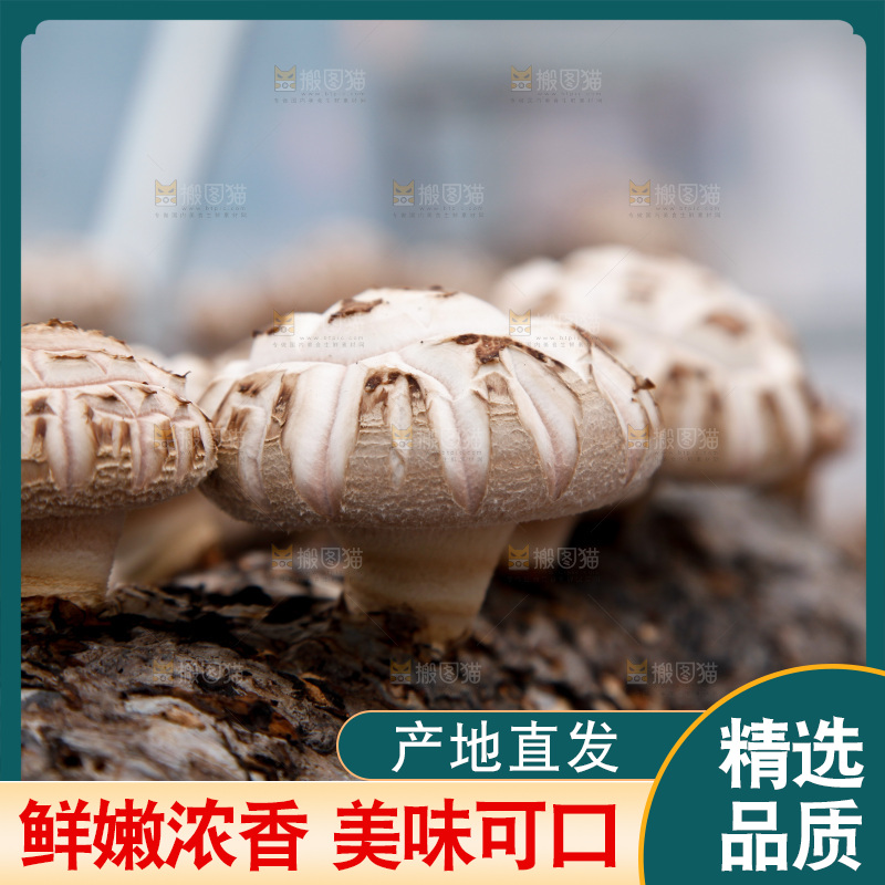 花菇 香菇