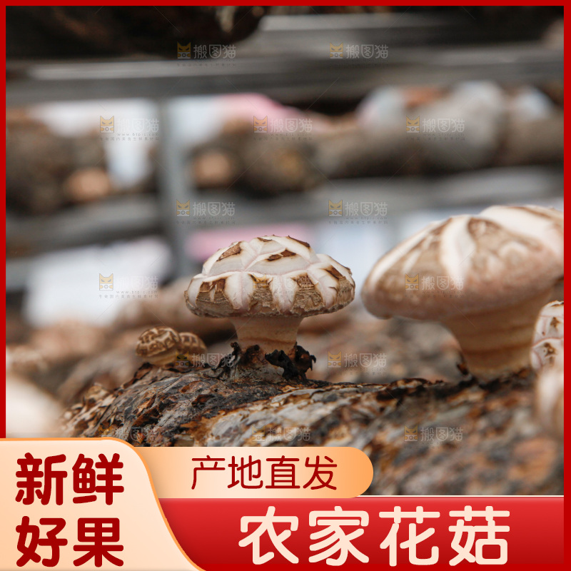 花菇 香菇