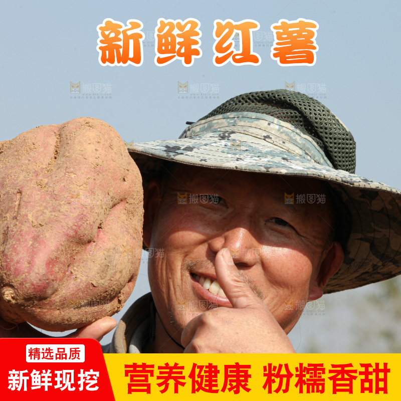 红薯地里劳作