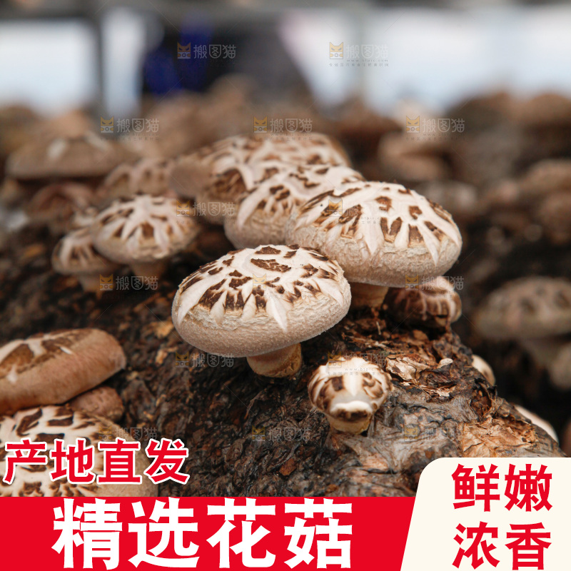 花菇 香菇