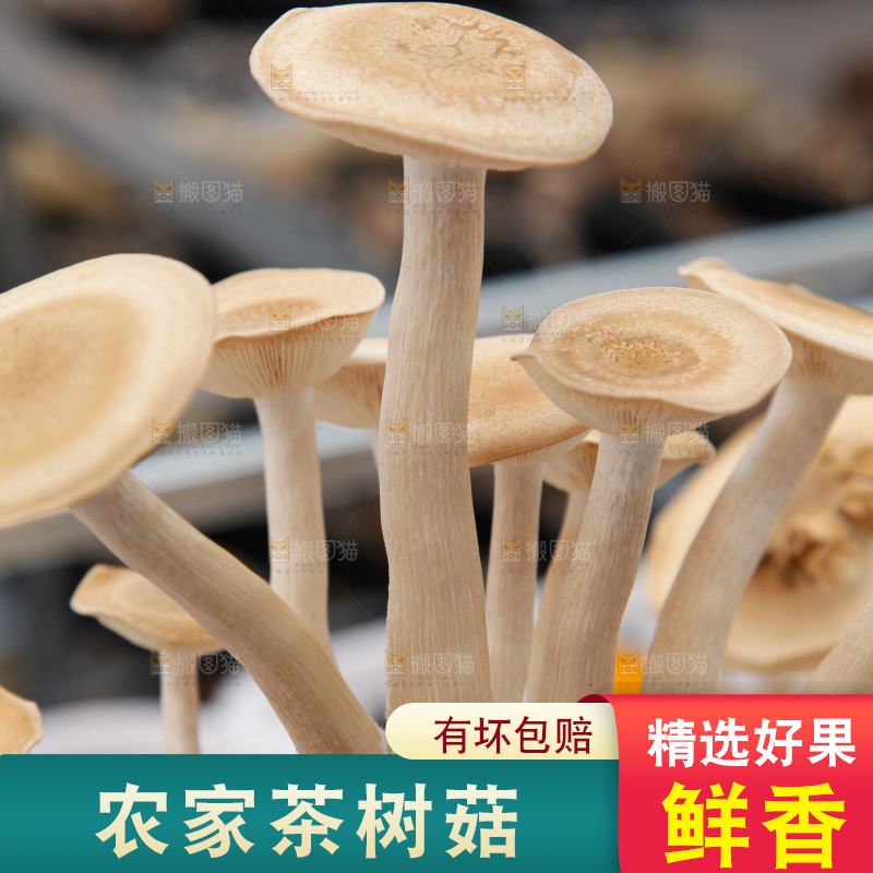 茶树菇生长
