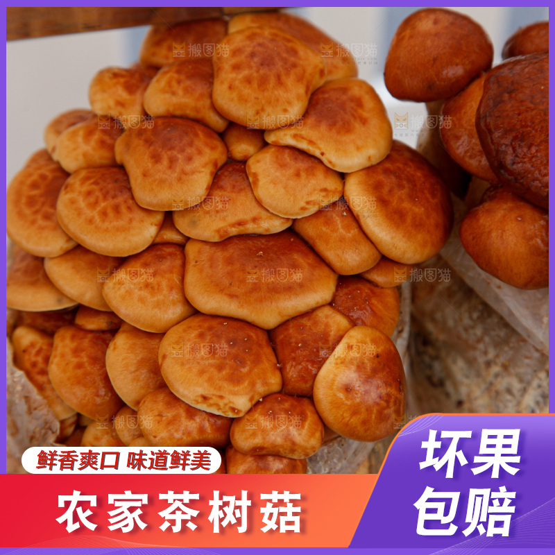 茶树菇生长