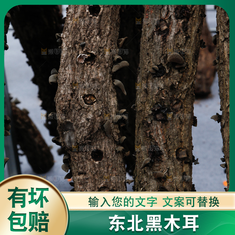 黑木耳