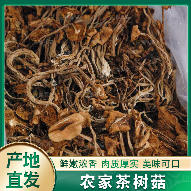 茶树菇