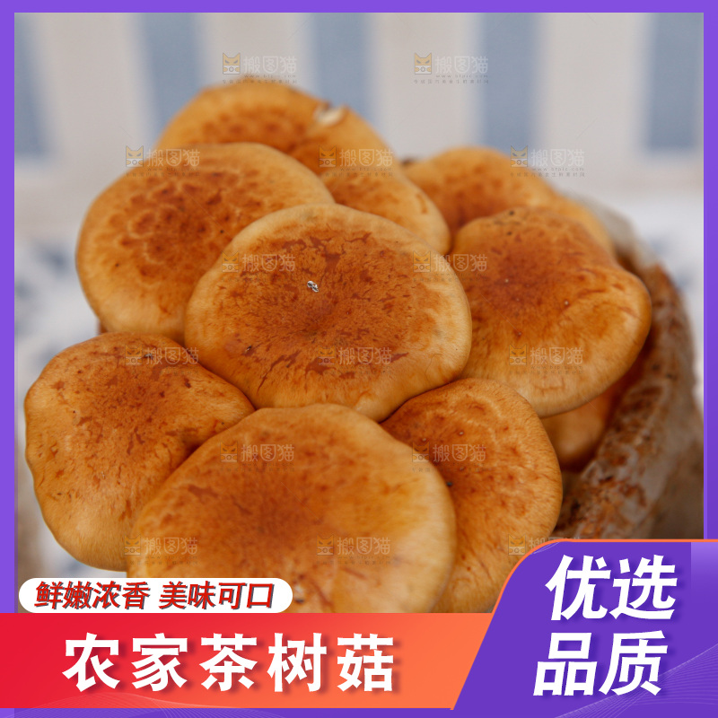 茶树菇生长