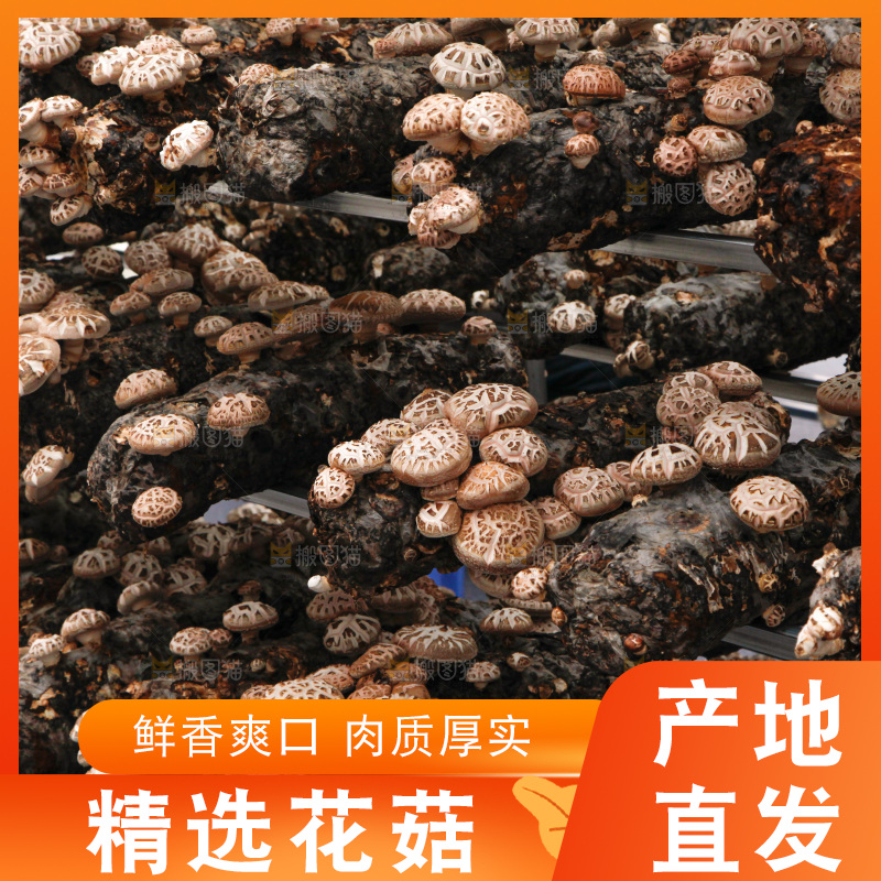 花菇 香菇