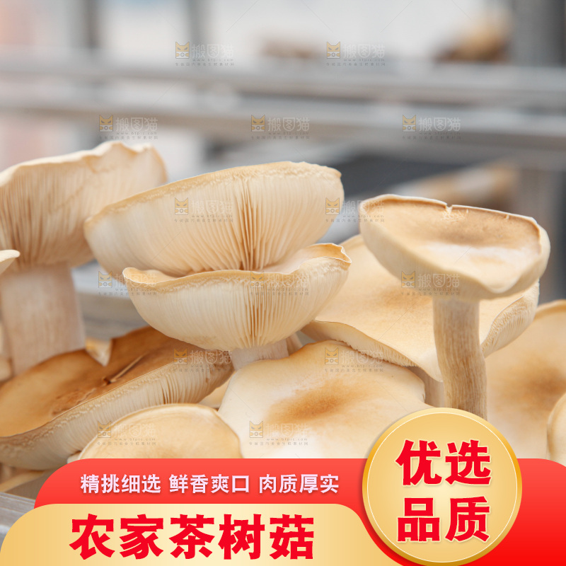 茶树菇生长