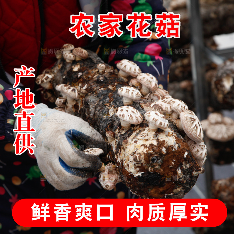 花菇 香菇