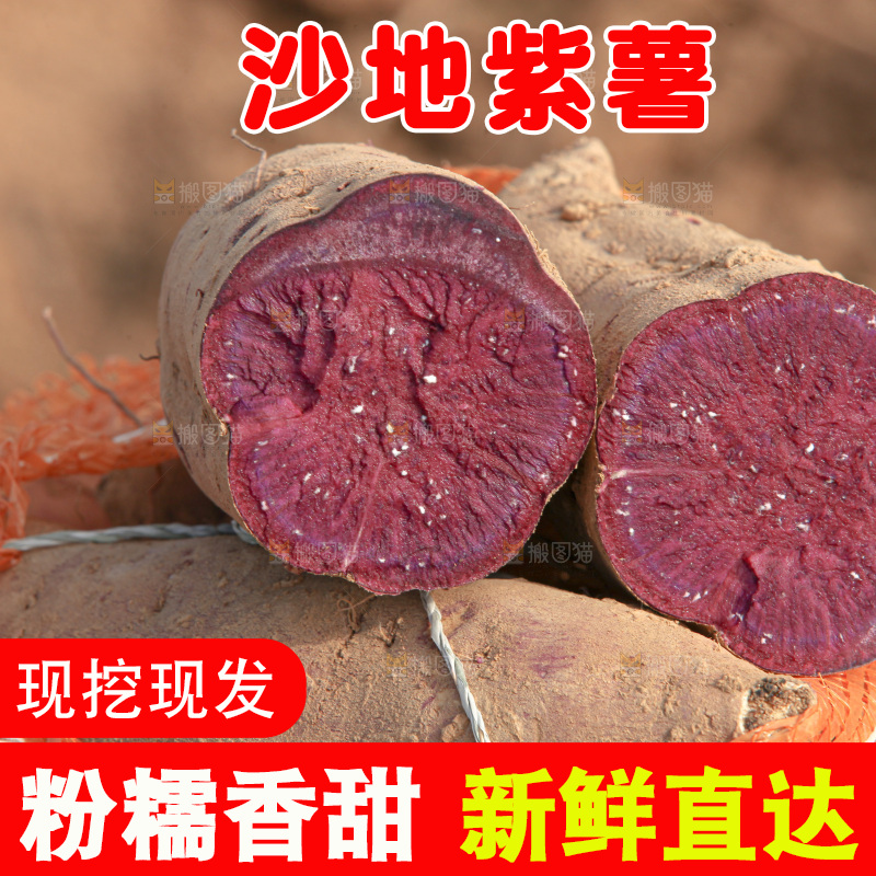 红薯地里劳作