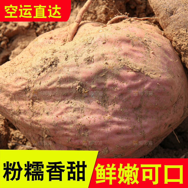 红薯地里劳作