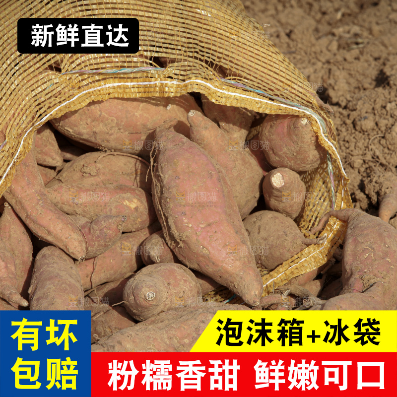 红薯地里劳作