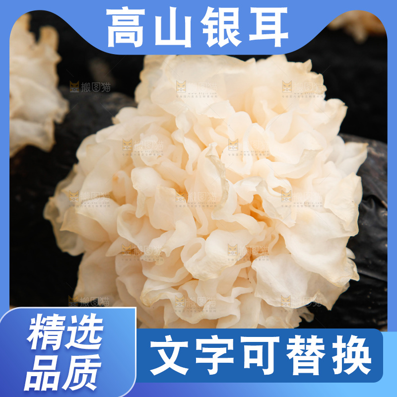 银耳