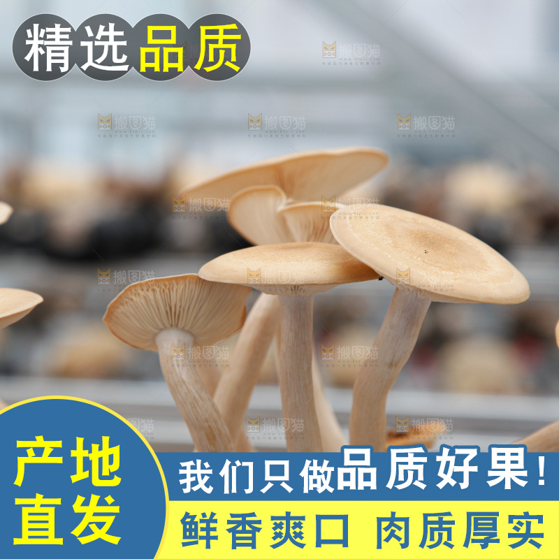 茶树菇生长