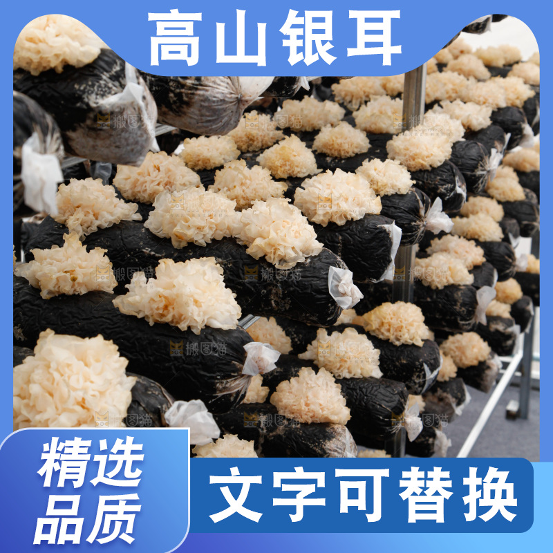 银耳