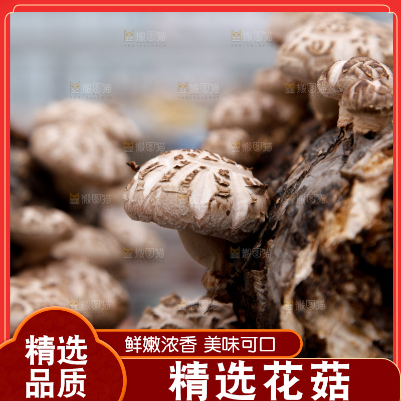 花菇 香菇