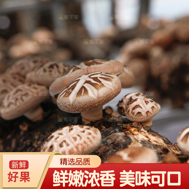花菇 香菇