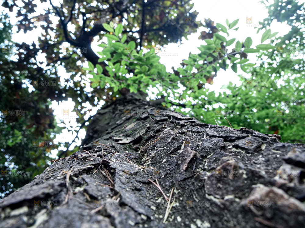 大树纹理