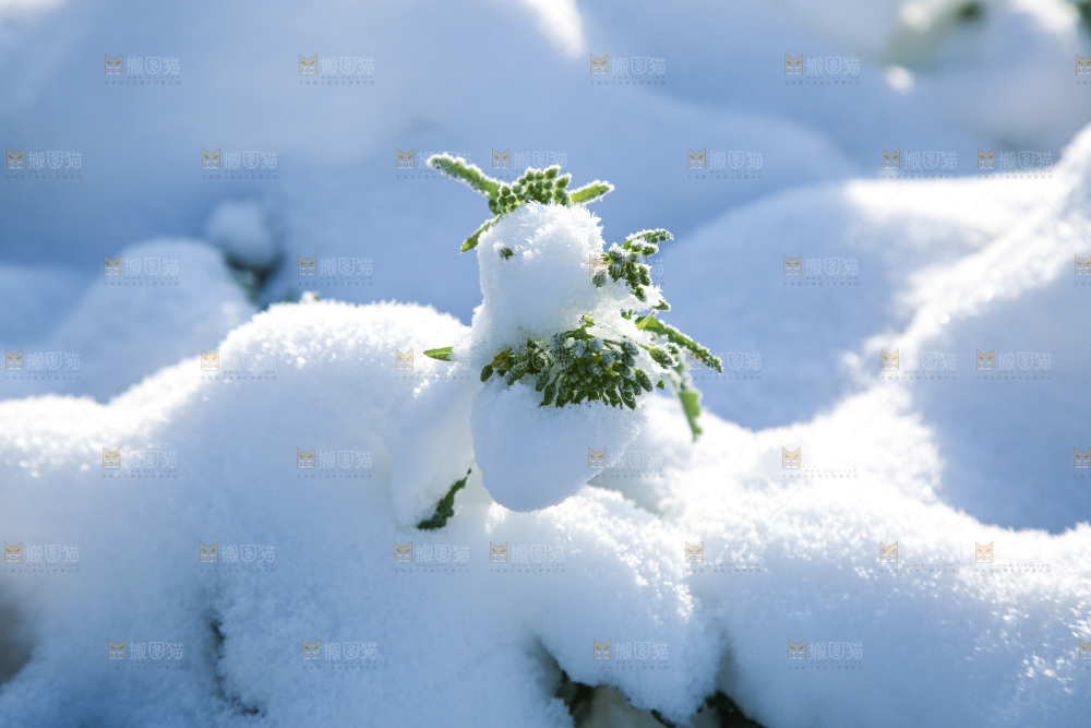 雪景