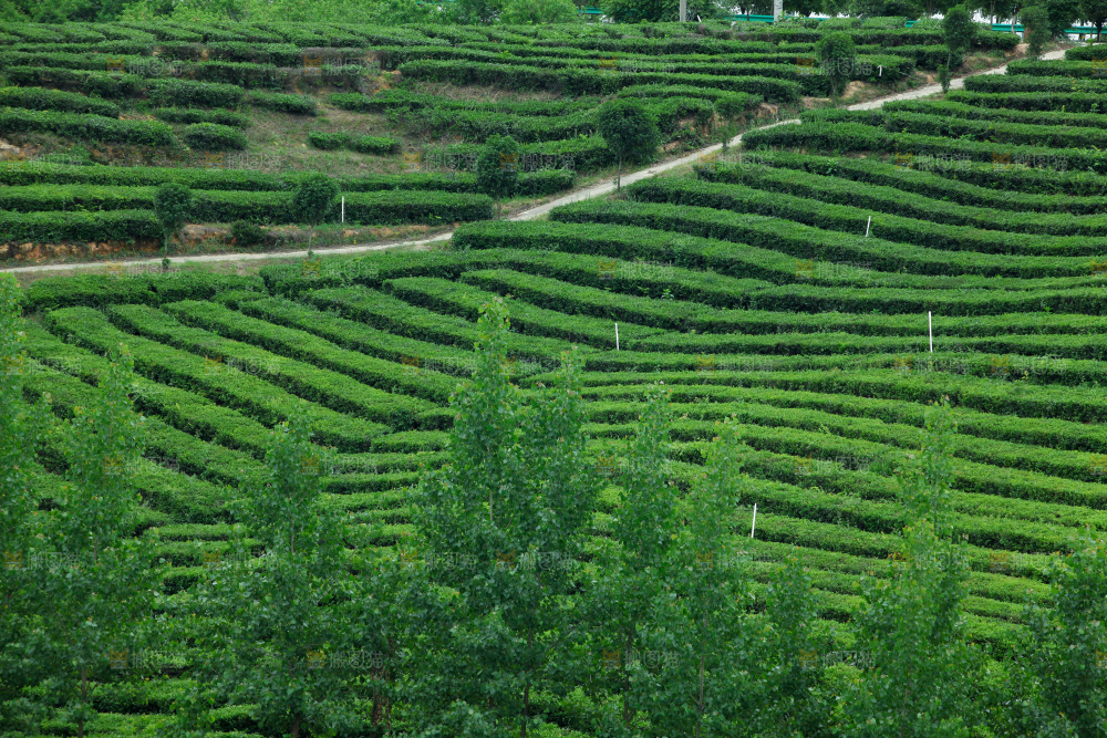 茶山
