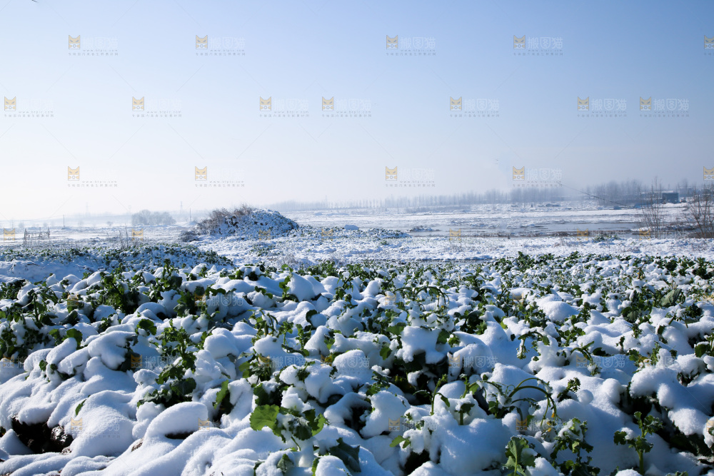 雪景