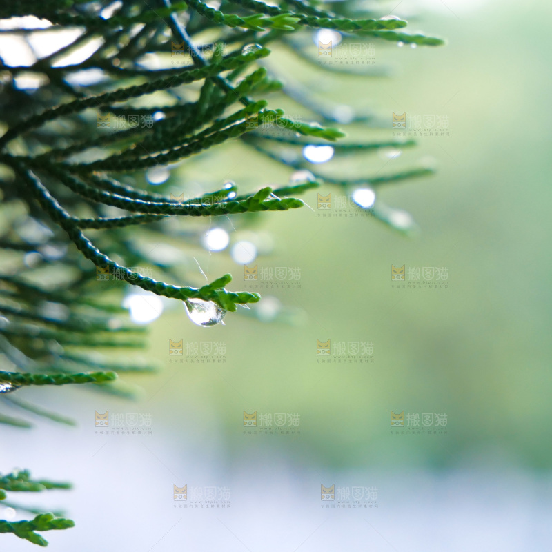 绿叶露水